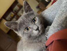 Отдам котят