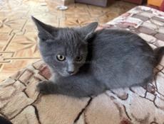 Отдам котят