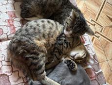 Отдам котят