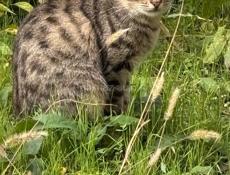 Отдам котят