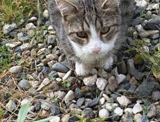 Отдам котят