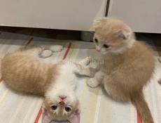 Шотландский Скотиш фолд