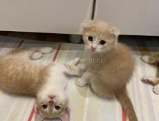 Шотландский Скотиш фолд