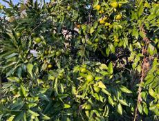 Дом в Агудзере