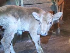 Продаётся бычёк