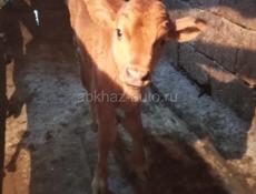 Продаётся бычёк