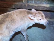 Продаётся бычёк