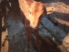 Продаётся бычёк