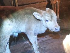 Продаётся бычёк