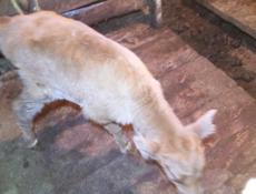 Продаётся бычёк