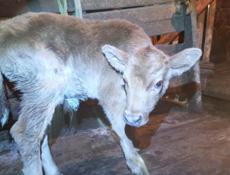 Продаётся бычёк