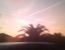 Пойдем на сбор мандаринов!