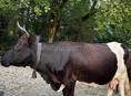Продаю корову!
