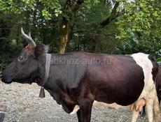 Продаю корову!