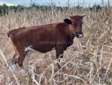 Беременная корова