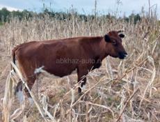 Беременная корова 