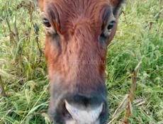 Беременная корова