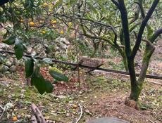 10 сот в г.Гагра