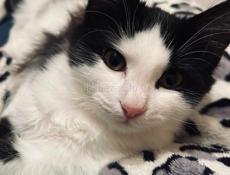 Котёнок 2.5 месяца . 