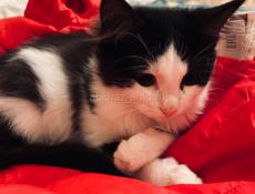 Котёнок 2.5 месяца . 