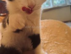 Котёнок 2.5 месяца . 