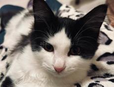 Котёнок 2.5 месяца . 