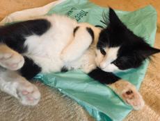 Котёнок 2.5 месяца . 