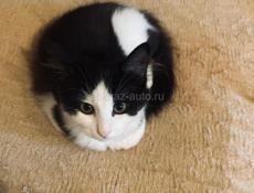 Котёнок 2.5 месяца . 