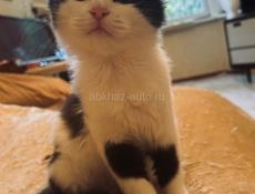 Котёнок 2.5 месяца . 