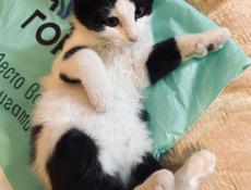 Котёнок 2.5 месяца . 