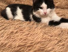 Котёнок 2.5 месяца . 