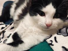 Котёнок 2.5 месяца . 