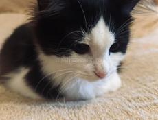 Котёнок 2.5 месяца . 