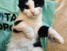 Котёнок 2.5 месяца . 