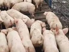 Продаю поросят