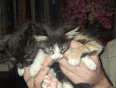 Отдаются котята в добрые руки