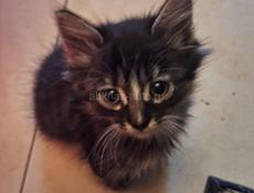 Отдаются котята в добрые руки