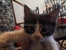 Отдаются котята в добрые руки