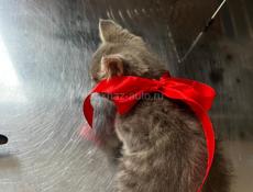 Отдам в добрые руки 