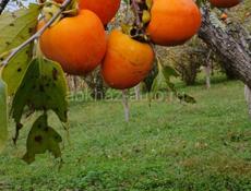 Продаю хурму бычью