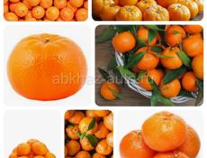 Мы пойдём на сбор мандарин 10 человек