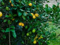 Лимоны 
