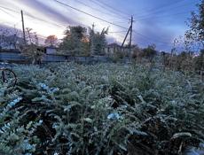 Серебристый эвкалипт