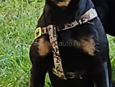 Пропала собака