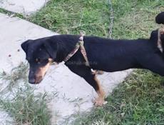 Пропала собака