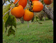 Продаётся хурма