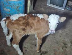 Продается теленок