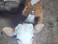 Продается теленок 