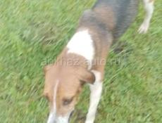 Пропала собака