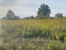 Продаю срочно, на маяке 6 соток 2,5🍋